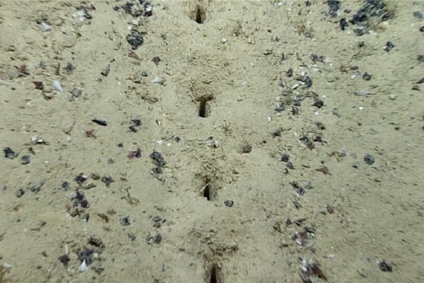 Cientistas descobrem buracos feitos em linha reta no fundo do Oceano Atlântico 
