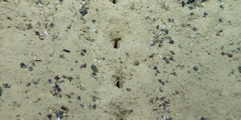 Cientistas descobrem buracos feitos em linha reta no fundo do Oceano Atlântico - Gizmodo Brasil