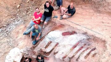 Fóssil de megadinossauro é encontrado no quintal de casa em Portugal 